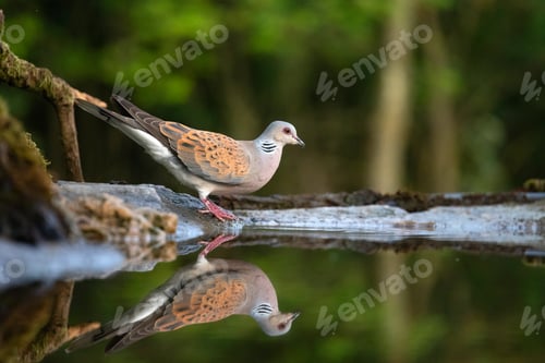 Preview: European turtle dove (Streptopelia turtur)