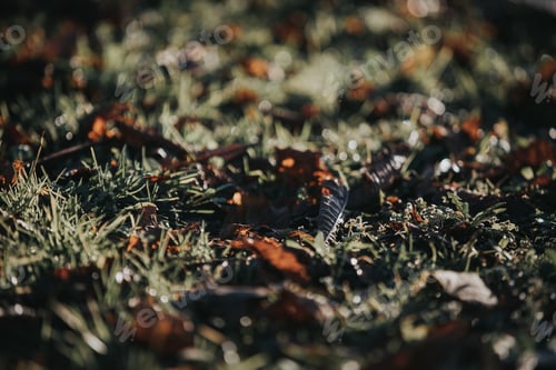 Preview: Selective focus shot of dry autumn leaves on grass