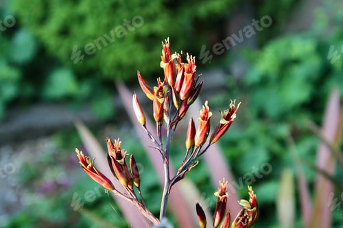 Preview: View of the Phormium Tenax garden plant