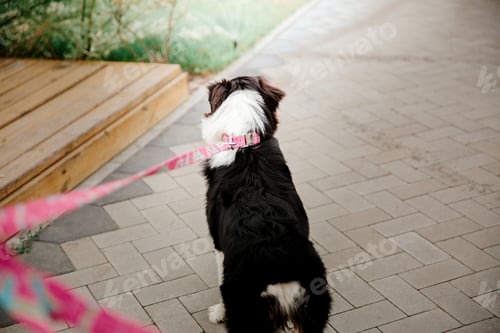 Preview: Australian Shepherd (Aussie) dog strolling in a beautiful urban park - a delightful stock photo capt