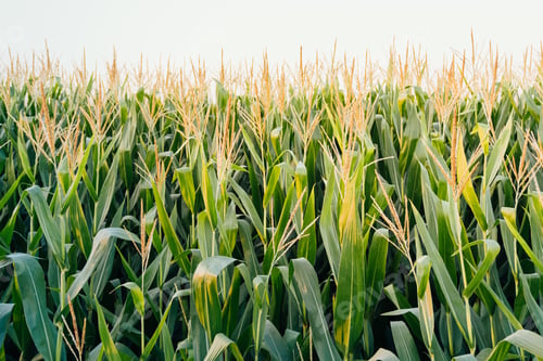 Preview: Closeup shot of corn plants in a field