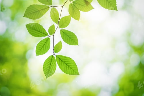 Preview: Spring leaf of beech tree