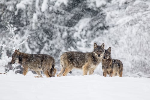 Preview: Pack of wolves in the winter scenery in Poland.