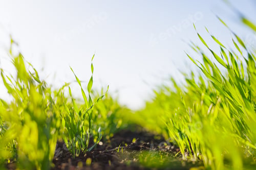 Preview: green young wheat close-up, bottom view, concept of successful agribusiness