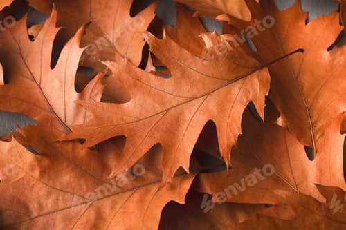 Preview: Fall oak leaves background closeup