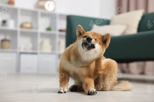 Preview: Cute Shiba Inu dog on floor indoors