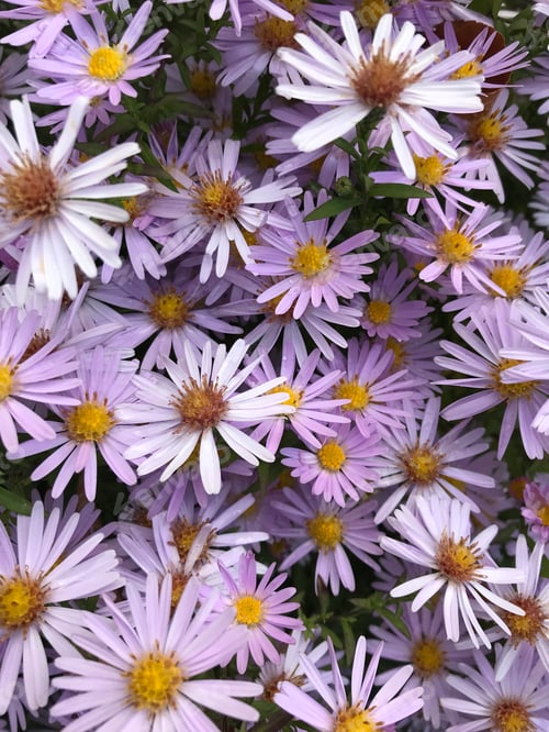 Preview: White and Purple Aster Flowers with Yellow Centers