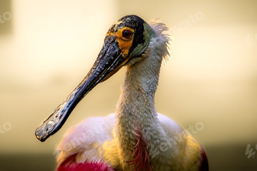 Preview: Roseate Spoonbill in a natural environment
