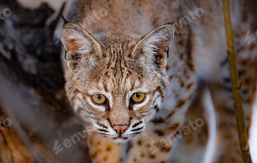Preview: Closeup portrait shot of a Bobcat in a forest