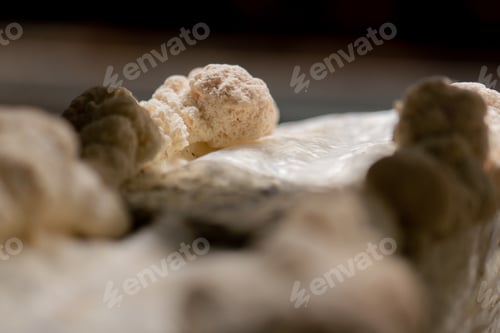 Preview: close-up of lion's mane mushroom Eco-food Bio Vegetarian food Edible mushrooms Growing plastic bags