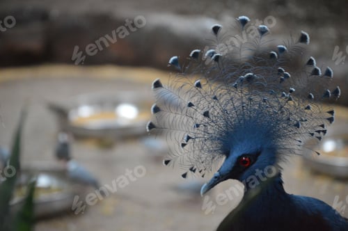 Preview: Blue-crowned pigeon standing in front of many bowls of food