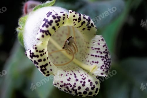 Preview: Flowers, Plants, Garden, Spring, Nature, Beauty, Exotic, Wild