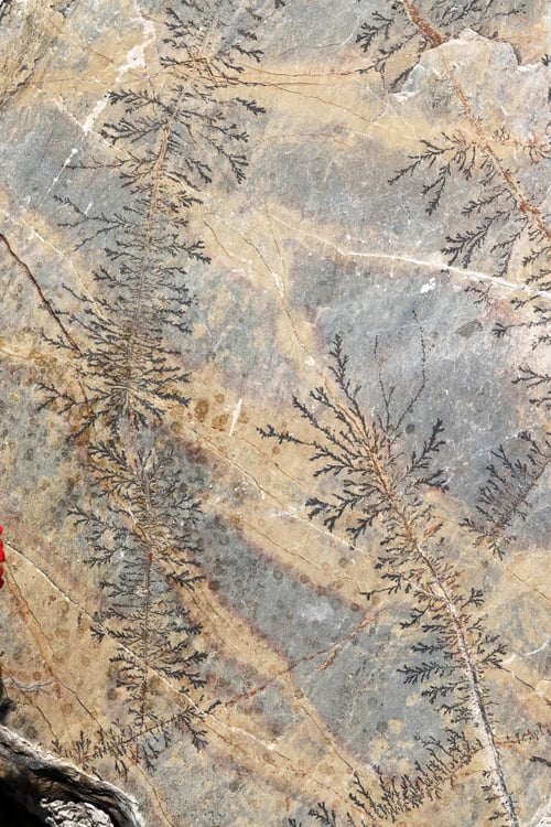 Preview: Close up of fossil ferns petrified in a stone slab