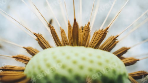 Preview: Dandelion macro