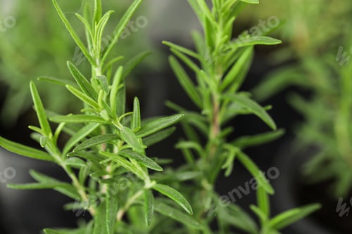 Preview: Twigs of fresh rosemary on blurred background, closeup