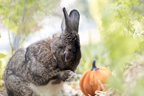 Preview: Small gray and white rabbit in garden cleaning face with paws soft light selective focus