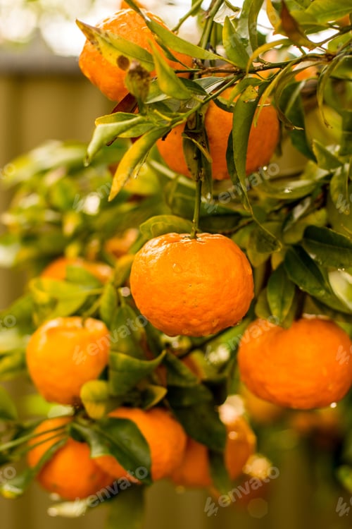 Preview: Ripe organic mandarins / tangerines on a branch in the garden with raindrops after the rain