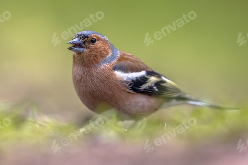 Preview: Common Chaffinch on lawn