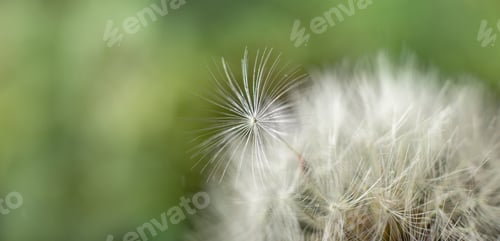 Preview: Dandelion with beautiful transparent drops of clear water on nature on a green background macro