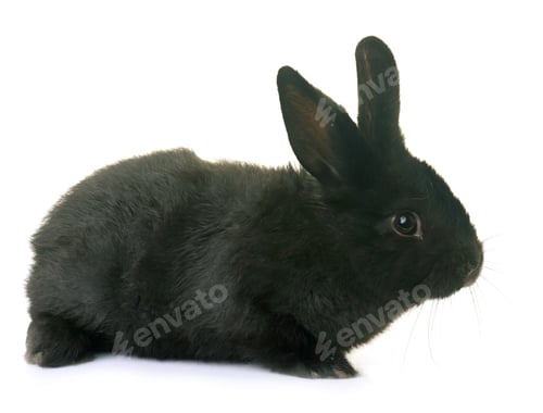 Preview: rabbit in studio