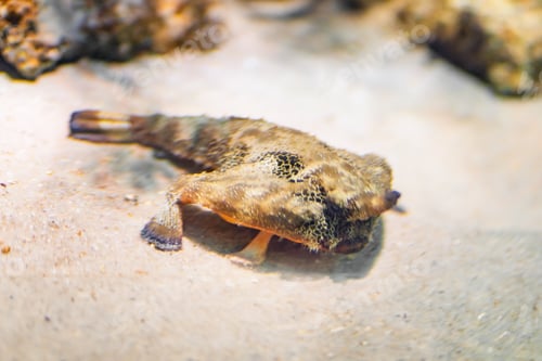 Preview: Brazilian Batfish (Ogcocephalus vespertilio) - Marine fish