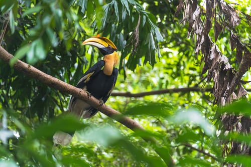 Preview: Hornbills, bird on the tree