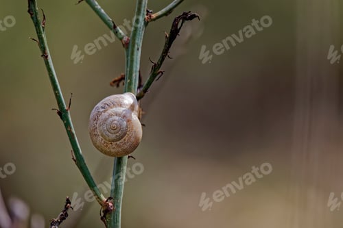 Preview: Closeup of a snail on a stem