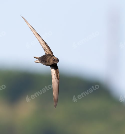 Preview: Common swift, Apus apus. A bird flies against a sky