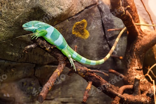 Preview: Vibrant green and white-striped lizard resting on a thick branch in a tropical terrarium