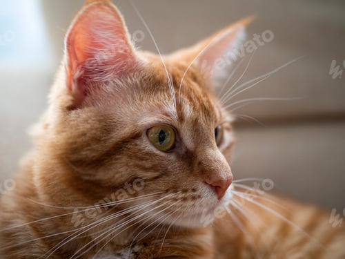 Preview: a red-haired beautiful cat looks towards a pet