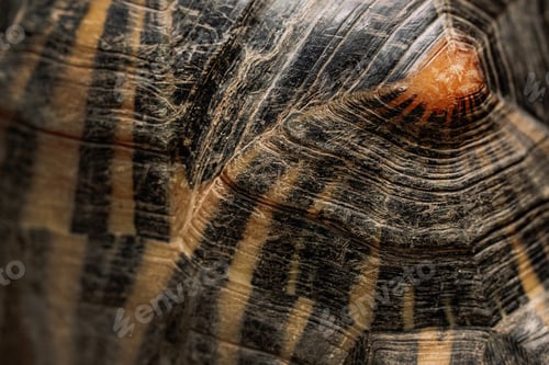 Preview: Close-up of radiated tortoise shell texture. Beautiful turtle - rare species, Madagascar endemic.