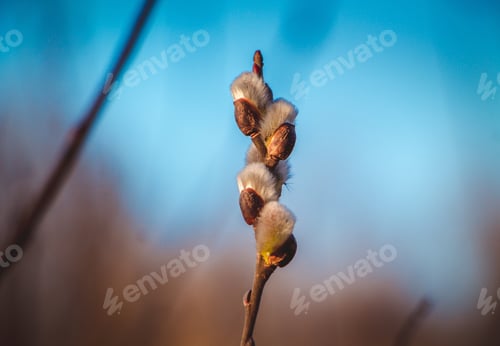 Preview: Willow fluffy buds on the background of spring blue sky, Palm Sunday
