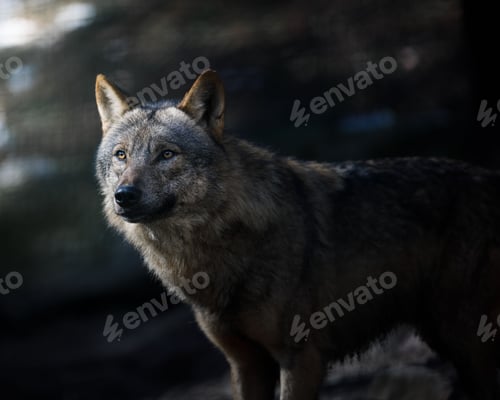Preview: Selective focus shot of a majestic gray wolf in a shadowy dark forest setting