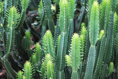Preview: Closeup image of euphorbia ingens cactus trees