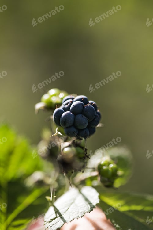 Vista previa: Wild ripe blackberries grows on the bush. Selective focus