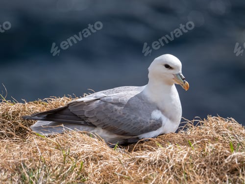 Preview: Seagull perched atop a bed of dry, golden grass in a natural outdoor setting