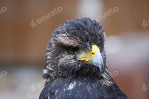 Preview: Portrait of an eagle