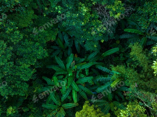 Preview: Aerial view of tropical forest in summer