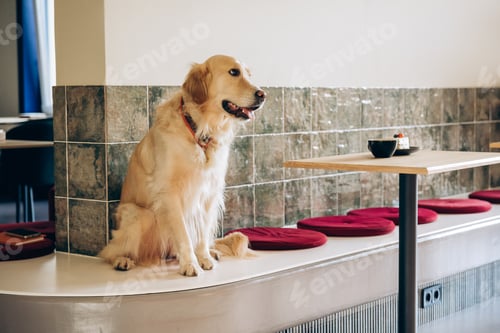 Preview: Golden retriever dog sitting in modern cafe waiting for owner