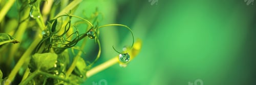 Preview: Water droplets on pea shoots in lush greenery