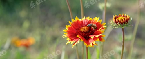 Preview: bee collect the honey from a colorful flower. Panoramic view