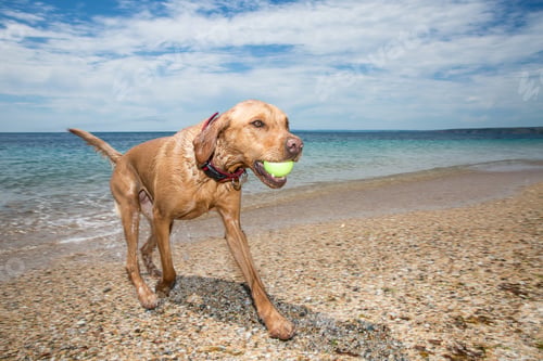 Preview: Fit and active Labrador retriever dog running out of the ocean after fetching a ball in a game fetch