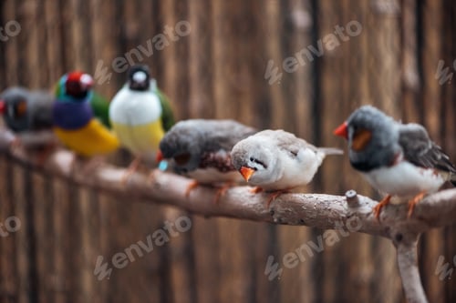 Preview: selective focus of cute and colorful exotic birds on wooden branch