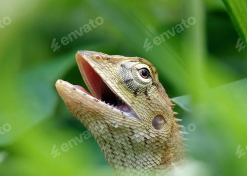Preview: Close-up of an oriental garden lizard (Calotes versicolor) in green grass