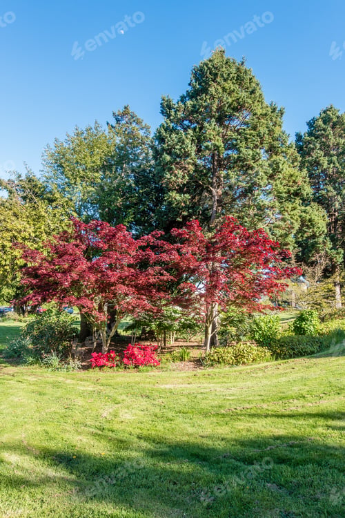 Preview: A View Of Trees And Bushes At A West Seattle City Park.