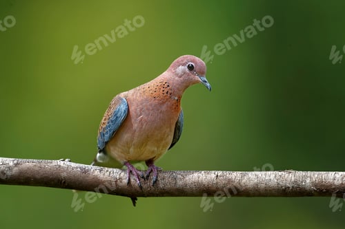 Preview: Pointed beak