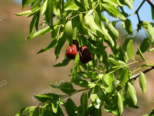 Preview: Closeup shot of ziziphus fruits on a tree