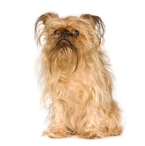 Preview: Griffon Bruxellois (10 years)