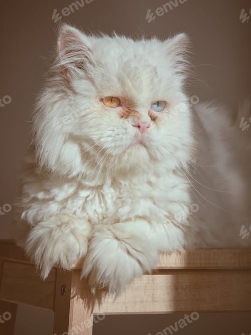 Preview: White cat with different eyes
