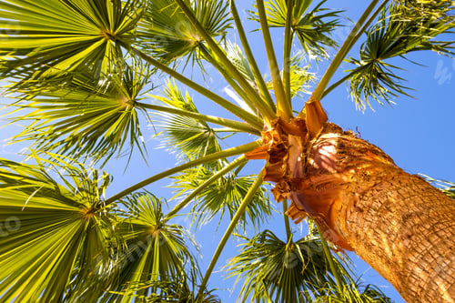 Preview: Perspective down view of fresh green palm trees in tropical region against blue vibrant sky in